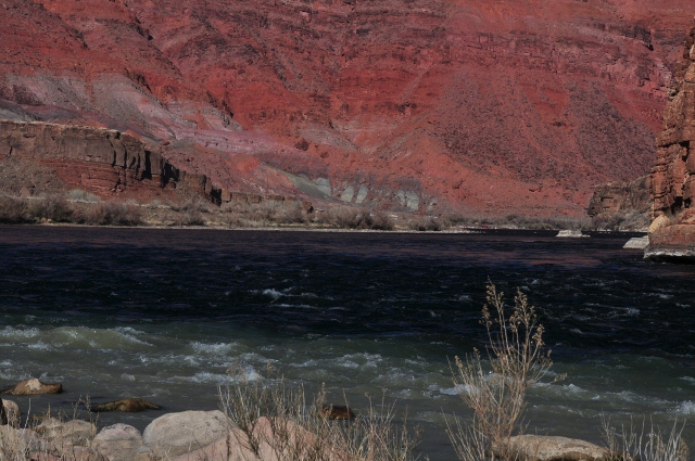 Colorado River at Paria Riffle